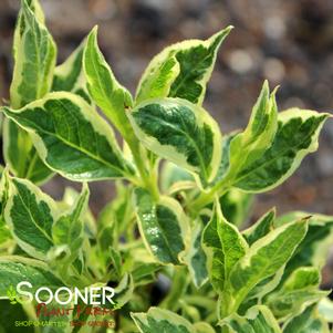 <em>Weigela</em> <strong>VARIEGATED DWARF WEIGELA</strong>:
