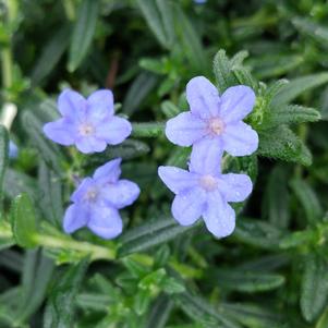<em>Lithodora</em> <strong>GRACE WARD LITHODORA</strong>: