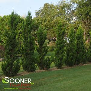 <em>Juniperus</em> <strong>ROBUSTA GREEN JUNIPER</strong>: