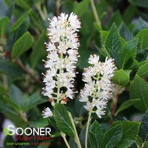 <em>Clethra</em> <strong>SIXTEEN CANDLES SUMMERSWEET</strong>: