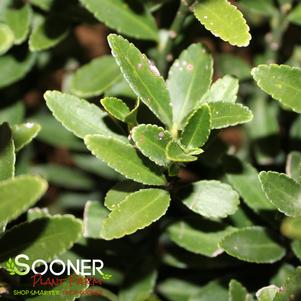 <em>Euonymus</em> <strong>DWARF EUONYMUS</strong>:
