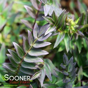 <em>Polemonium</em> <strong>BRESSINGHAM PURPLE JACOB'S LADDER</strong>: