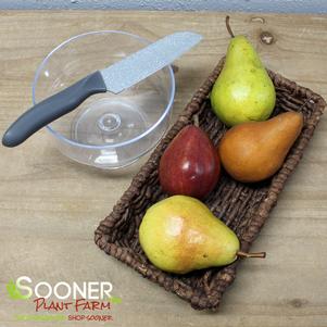 <em>Pyrus communis</em> <strong>MOONGLOW PEAR</strong>: