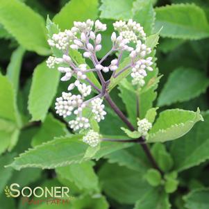 <em>Eupatorium</em> <strong>PHANTOM JOE PYE WEED</strong>: