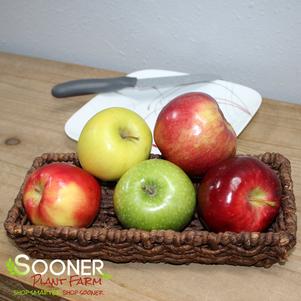 <em>Malus</em> <strong>MCINTOSH APPLE</strong>: