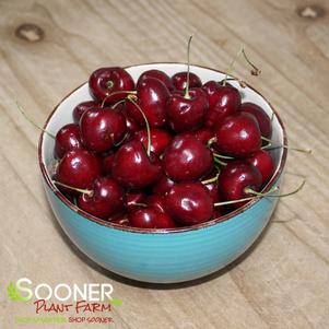 <em>Prunus</em> <strong>NORTH STAR SOUR CHERRY</strong>: