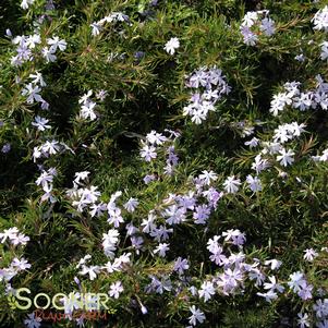 <em>Phlox</em> <strong>EMERALD BLUE CREEPING PHLOX</strong>: