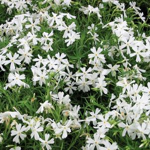 <em>Phlox</em> <strong>WHITE DELIGHT CREEPING PHLOX</strong>:
