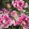<em>Rosa</em> <strong>ROSE EASY ELEGANCE FUNNY FACE</strong>: