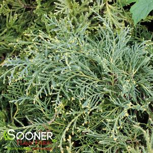 <em>Juniperus</em> <strong>GOLD LACE JUNIPER</strong>: