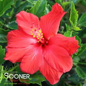 <em>Hibiscus</em> <strong>CECILIA TROPICAL HIBISCUS</strong>: