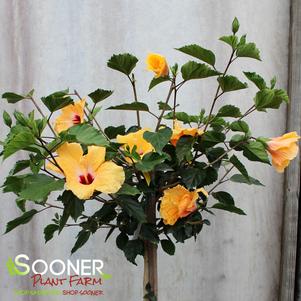 <em>Hibiscus</em> <strong>SUNDANCE TROPICAL HIBISCUS</strong>:
