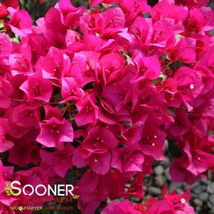 <em>Bougainvillea</em> <strong>JUANITA HATTEN BOUGAINVILLEA</strong>: