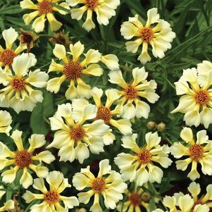 <em>Coreopsis</em> <strong>PINWHEEL TICKSEED</strong>: