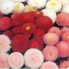 <em>Bellis</em> <strong>ENGLISH DAISY 'POMPONETTE MIX'</strong>: