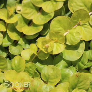 <em>Lysimachia</em> <strong>GOLDEN MONEYWORT</strong>: