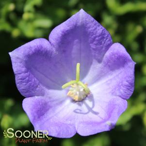 <em>Campanula</em> <strong>BLUE CLIPS BELLFLOWER</strong>: