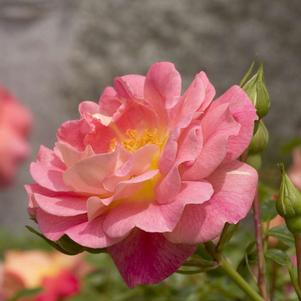 <em>Rosa</em> <strong>OSO EASY® STRAWBERRY CRUSH ROSE</strong>: