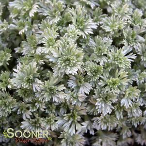 <em>Artemisia</em> <strong>SILVER MOUND WORMWOOD</strong>: