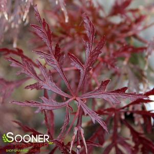 <em>Acer</em> <strong>RED DRAGON WEEPING JAPANESE MAPLE</strong>: