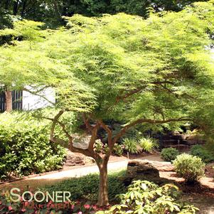 <em>Acer</em> <strong>VIRIDIS WEEPING JAPANESE MAPLE</strong>: