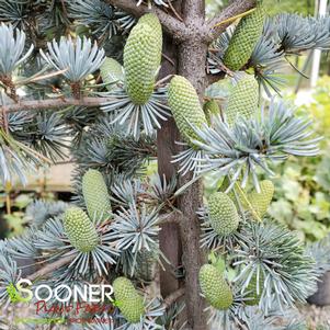 <em>Cedrus</em> <strong>BLUE ATLAS CEDAR</strong>: