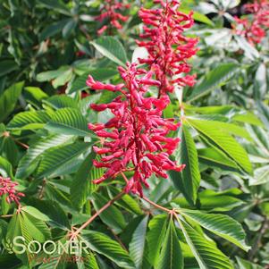 <em>Aesculus</em> <strong>RED BUCKEYE</strong>:
