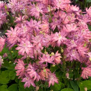 <em>Aquilegia</em> <strong>CLEMENTINE ROSE COLUMBINE</strong>: