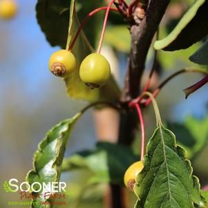 <em>Malus</em> <strong>GOLDEN RAINDROPS® CRABAPPLE</strong>: