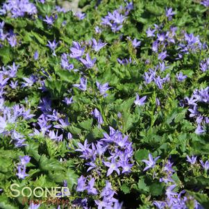 <em>Campanula</em> <strong>BLUE WATERFALL BELLFLOWER</strong>: