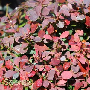 <em>Berberis</em> <strong>ROYAL BURGUNDY BARBERRY</strong>: