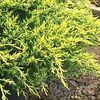 <em>Juniperus</em> <strong>JUNIPER 'GOLD LACE'</strong>:
