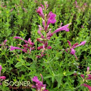 <em>Agastache</em> <strong>SUNSET HYSSOP</strong>: