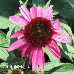 <em>Echinacea</em> <strong>ELTON KNIGHT CONEFLOWER</strong>: