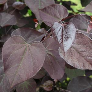<em>Cercis</em> <strong>BURGUNDY HEARTS™ REDBUD</strong>: