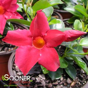 <em>Mandevilla</em> <strong>RED RIDING HOOD MANDEVILLA</strong>: