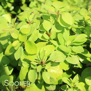 <em>Berberis</em> SUNJOY GOLD PILLAR® BARBERRY: 