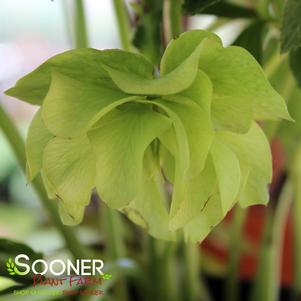 <em>Helleborus</em> <strong>GOLDEN LOTUS WINTER JEWELS™ LENTEN ROSE</strong>: