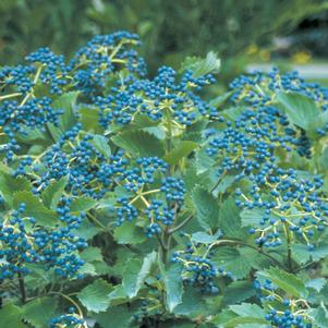 <em>Viburnum</em> <strong>BLUE MUFFIN® VIBURNUM</strong>: