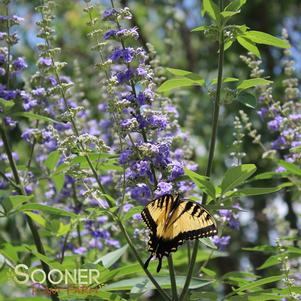 <em>Vitex</em> <strong>SHOAL CREEK CHASTE TREE</strong>: