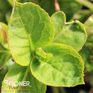 <em>Hydrangea</em> <strong>FOREVER & EVER® BLUE HEAVEN HYRDRANGEA</strong>: