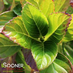<em>Hydrangea</em> <strong>FOREVER & EVER® PEPPERMINT HYDRANGEA</strong>: