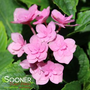 <em>Hydrangea</em> <strong>FOREVER & EVER® TOGETHER HYDRANGEA</strong>: