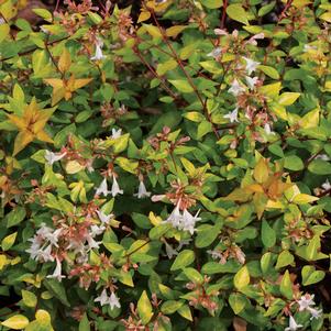 <em>Abelia</em> <strong>BRONZE ANNIVERSARY® ABELIA</strong>: