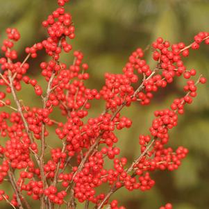 <em>Ilex</em> <strong>BERRY NICE® WINTERBERRY HOLLY</strong>: