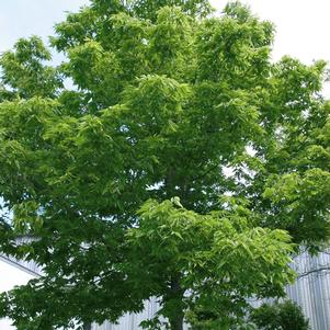 <em>Celtis</em> <strong>NORTHERN HACKBERRY</strong>: