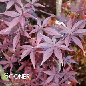 <em>Acer</em> <strong>MOONFIRE JAPANESE MAPLE</strong>: