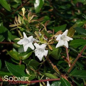 <em>Abelia</em> <strong>GLOSSY ABELIA</strong>: