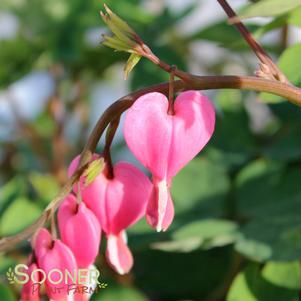 <em>Dicentra</em> <strong>BLEEDING HEART</strong>:
