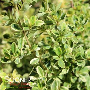 <em>Pyracantha</em> <strong>SILVER LINING™ VARIEGATED PYRACANTHA</strong>: